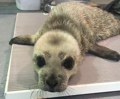 a baby seal is laying on top of a scale and looking at the camera with its eyes wide open