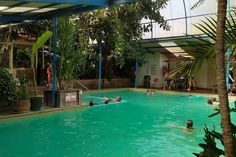 people are swimming in an indoor pool surrounded by greenery