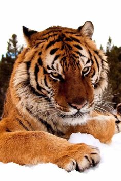 a tiger laying down in the snow with its paw on it's chest and eyes open