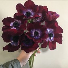 a person holding a bouquet of purple and red flowers in front of a white wall