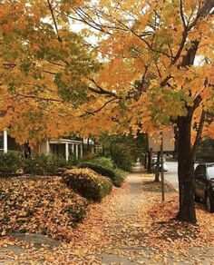 an autumn scene with leaves on the ground and cars parked in front of trees that have yellow leaves all over them