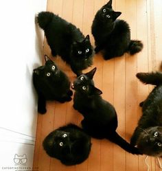 a group of black cats sitting on top of a wooden floor next to each other