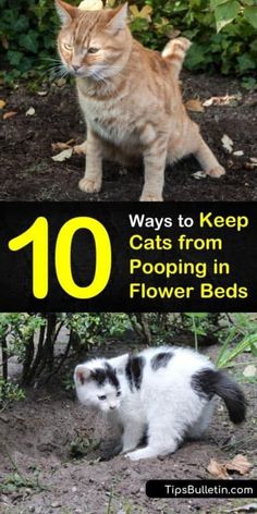 two cats sitting on the ground with text overlay that reads 10 ways to keep cats from pooping in flower beds