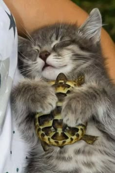 a cat that is laying down with a snake on its back