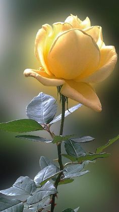 a single yellow rose with green leaves in the foreground