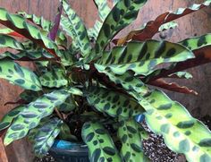 a potted plant with green and black spots on it's leafy leaves