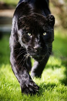 a close up of a black panther walking on grass