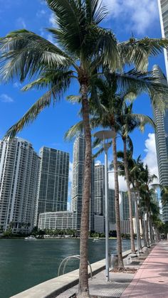 palm trees line the sidewalk next to water and high rise buildings in miami, florida