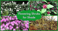 different types of flowering shrubs for shade