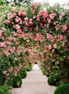 a path lined with pink flowers and bushes