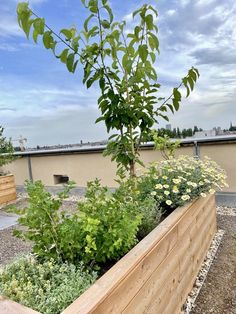 a wooden planter filled with lots of plants on top of a roof garden area