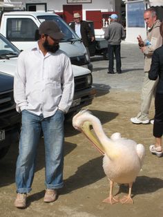 a man standing next to a pelican in front of parked cars and people