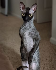 a black and white cat standing on its hind legs