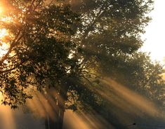 the sun shines brightly through the trees on a foggy day