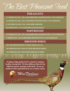 the best pheasant - feed for birds info sheet