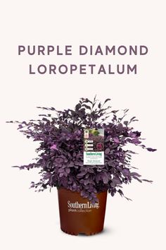 purple diamond loropetaum in a pot with the words, purple diamond loropetaum