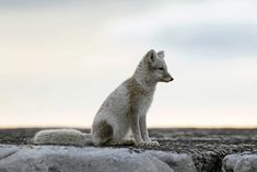 a small white fox sitting on top of a rock