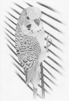 a pencil drawing of a parakeet perched on a branch with an arrow in its beak