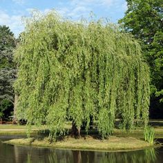 a large willow tree in the middle of a pond