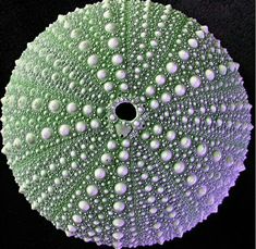 a green and white flower with water droplets on it's petals, in front of a black background