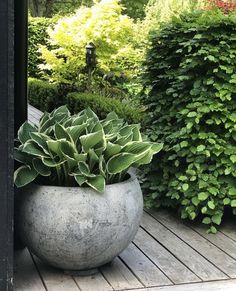 a large potted plant sitting on top of a wooden deck next to shrubbery