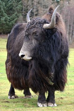 an animal that is standing in the grass with long horns on it's head