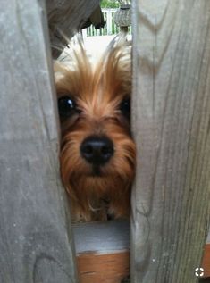 a small brown dog peeking out from behind a wooden fence