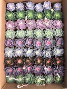 an open box filled with lots of succulents in different colors and sizes