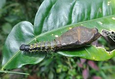 a caterpillar crawling on a green leaf