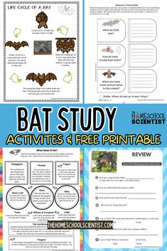 Bat activities and information free science printable Bat Activities For Kindergarten, Bat Worksheets, Bat Facts For Kids, Bat Activities For Kids, October Homeschool, Bat Lessons, Bats Science, Bat Activities, Bats Activities