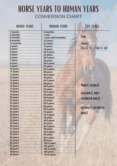 the horse years to human years chart is shown in this graphic above it's description