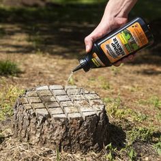 a person is spraying insecticide on a tree stump