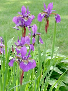 purple flowers are blooming in the green grass