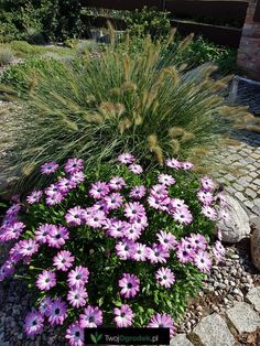 purple flowers are growing in the middle of a rock garden area with gravel and stone walkways