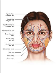 Body Muscle Anatomy, Hospital Clinic, Face Anatomy