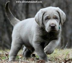 a gray puppy is running in the grass