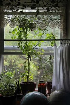 plants are growing in pots on the window sill next to an open curtained window