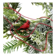 a red bird sitting on top of a christmas tree