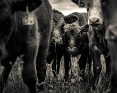 black and white photograph of cows in grassy field