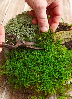 a person is cutting moss with a pair of scissors on top of the planter