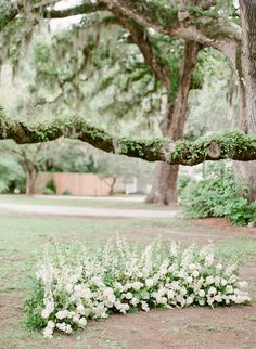 the bride and groom are standing under an oak tree