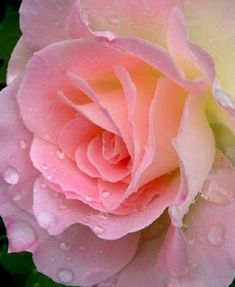 a pink rose with water droplets on it