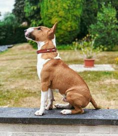 a small brown and white dog sitting on top of a cement wall next to grass