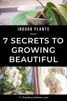 an orchid plant with the words 7 secrets to growing beautiful indoors plants on top of it