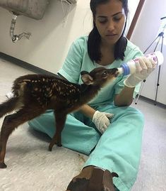 a woman in scrubs is feeding a baby deer some milk from a bottle while sitting on the floor