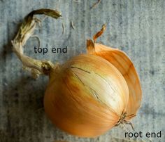 an onion is shown with the top end and root end labeled in red, on a gray surface