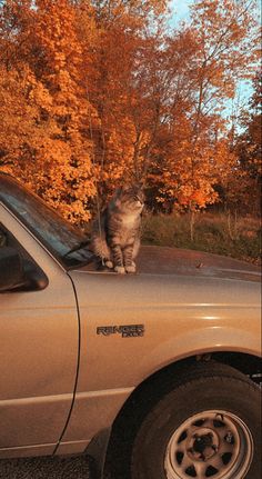 a cat is sitting on the hood of a car in front of trees with orange leaves