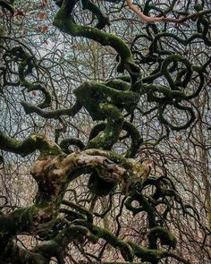 an old tree is covered in mossy branches and has no leaves on the branches