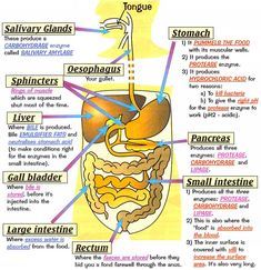 an image of the stomach and its organs on a cell phone with text below it