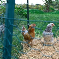 two chickens are standing in hay behind a fenced in area with grass and trees